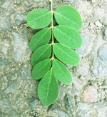 Moringa Leaf